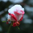 Rose im Schnee