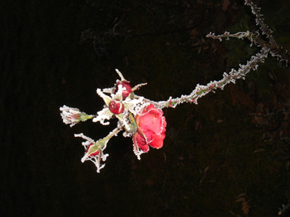 Rose im Schnee