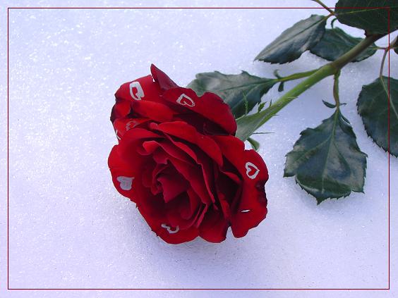 Rose im Schnee