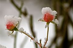 Rose im Schnee