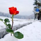 Rose im Schnee