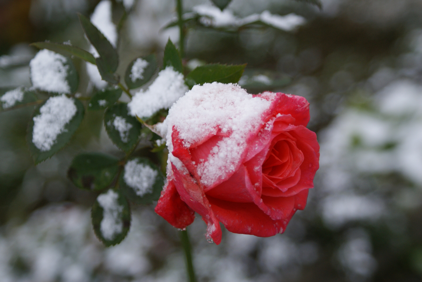 Rose im Schnee