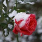 Rose im Schnee