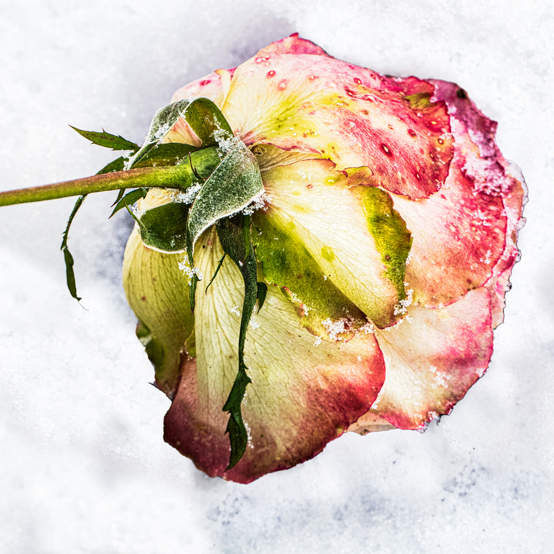 rose-im-schnee