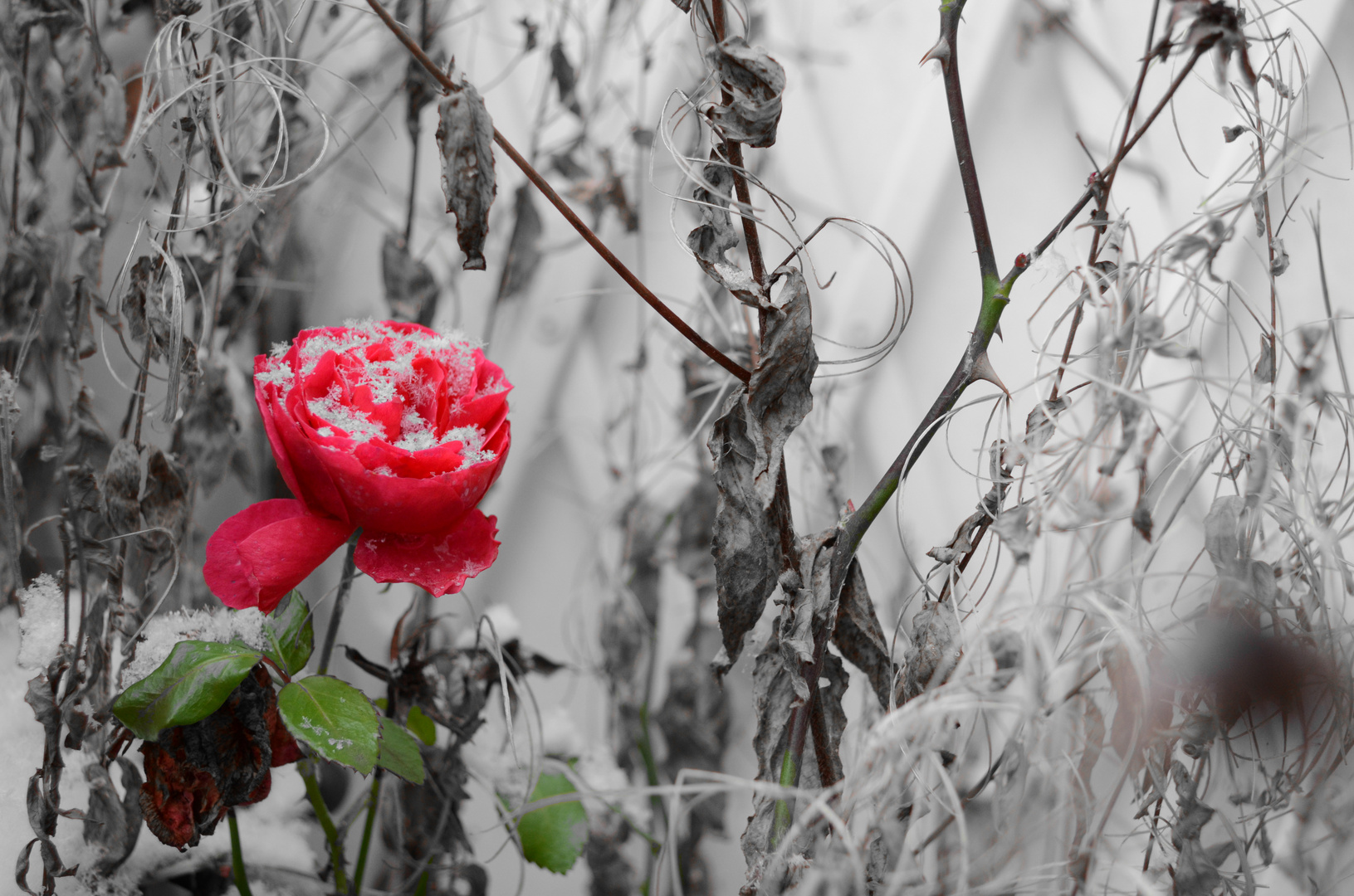 Rose im Schnee