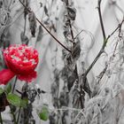 Rose im Schnee