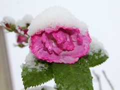 Rose im Schnee