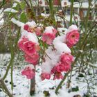 Rose im Schnee