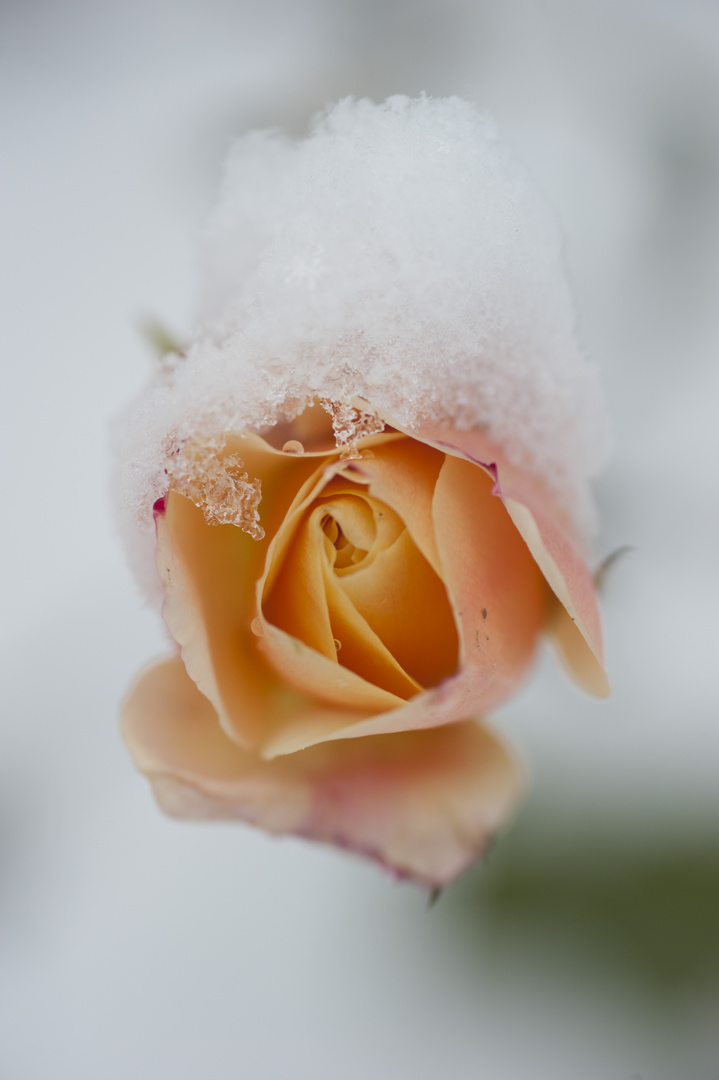 Rose im Schnee