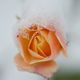 Rose im Schnee