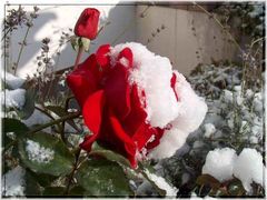 Rose im Schnee