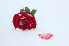 Rose im Schnee