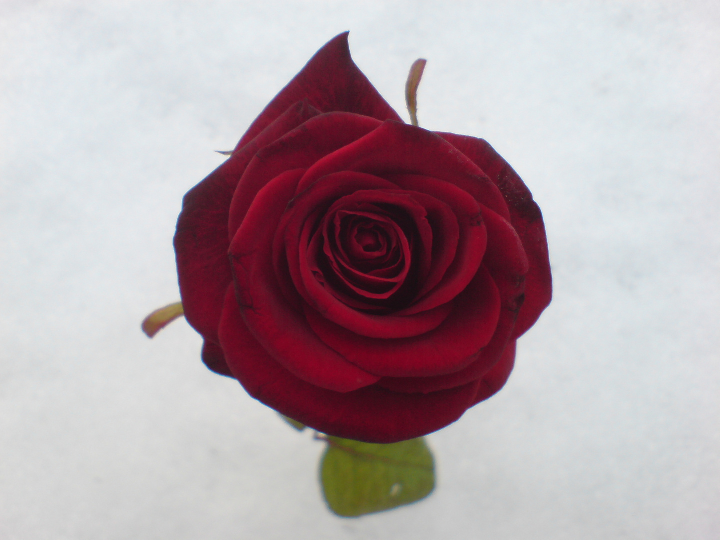 Rose im Schnee