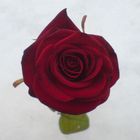 Rose im Schnee