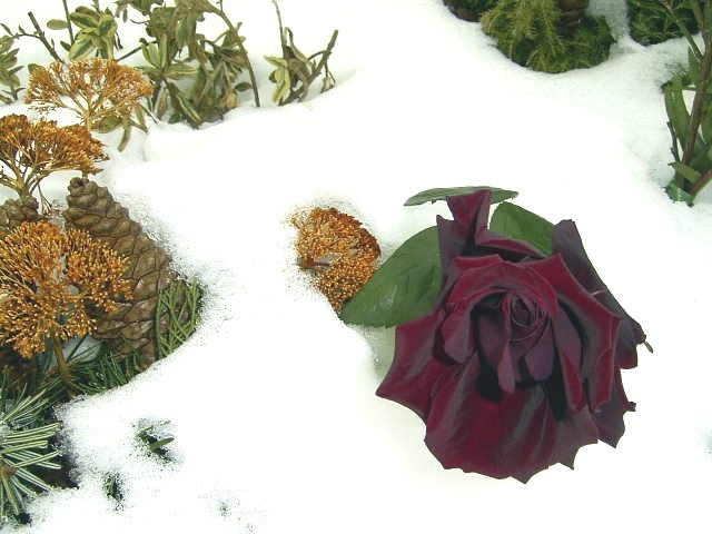 Rose im Schnee