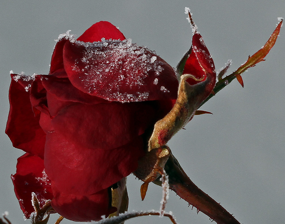 Rose im Schnee