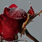 Rose im Schnee