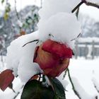 Rose im Schnee