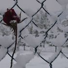 Rose im Schnee