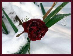 Rose im Schnee