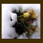 Rose im Schnee