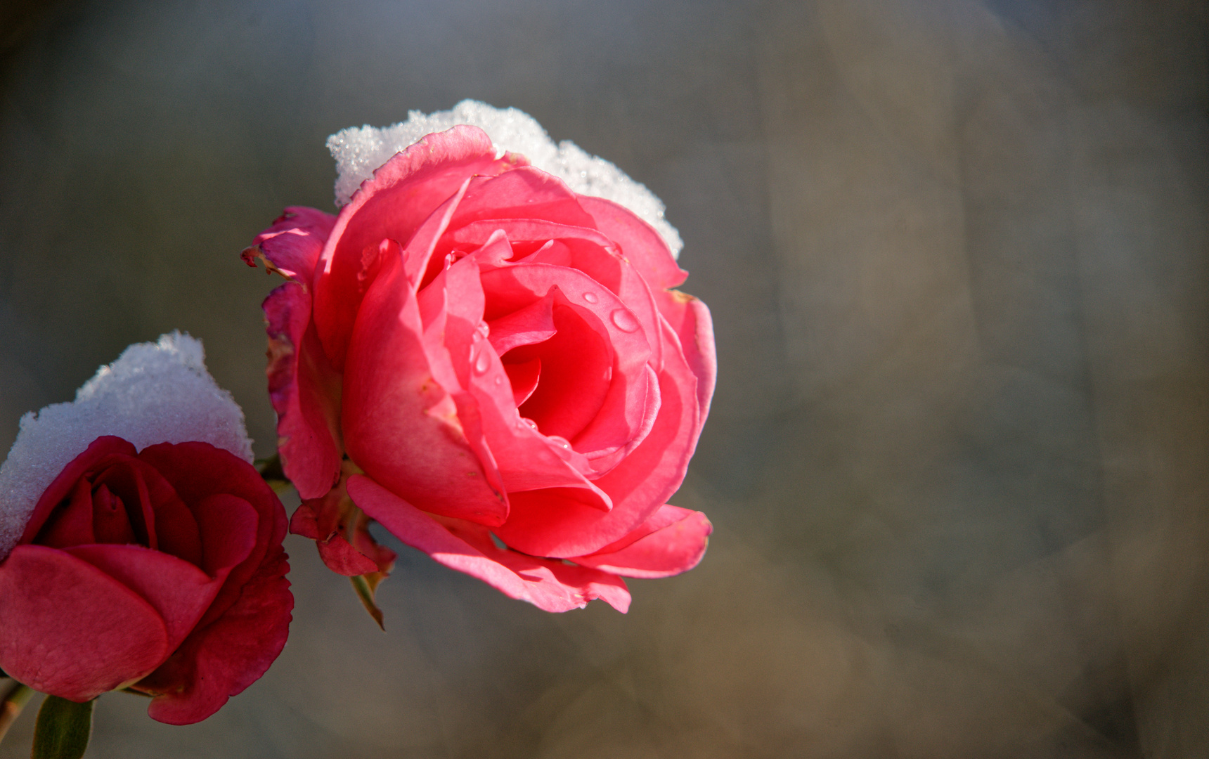 Rose im Schnee