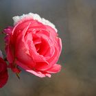 Rose im Schnee