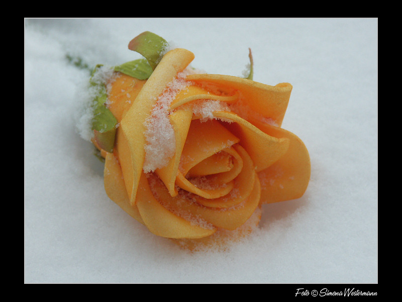 Rose im Schnee