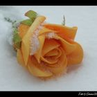 Rose im Schnee