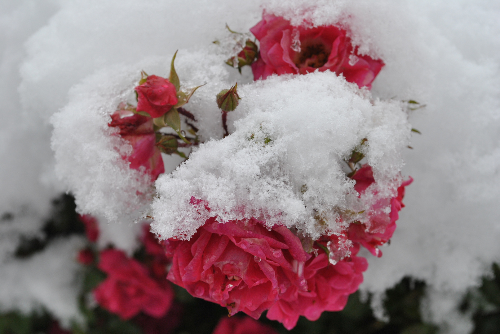 Rose im Schnee