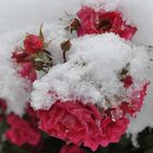 Rose im Schnee