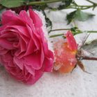 Rose im Schnee