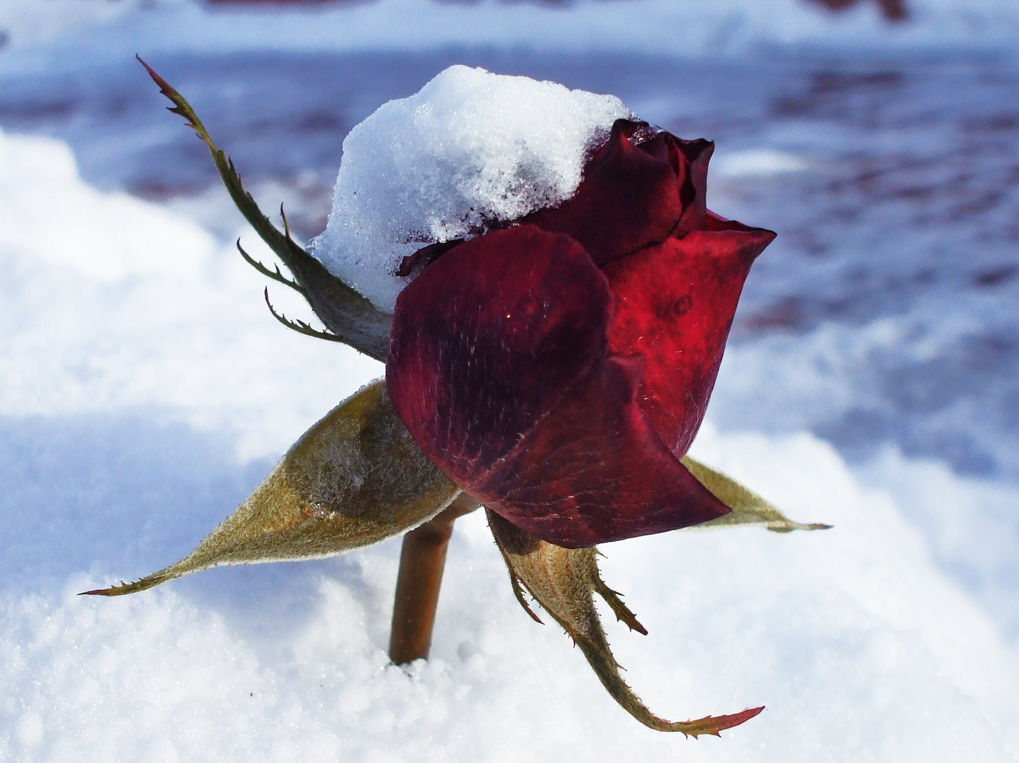 Rose im Schnee !