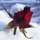 Rose im Schnee !