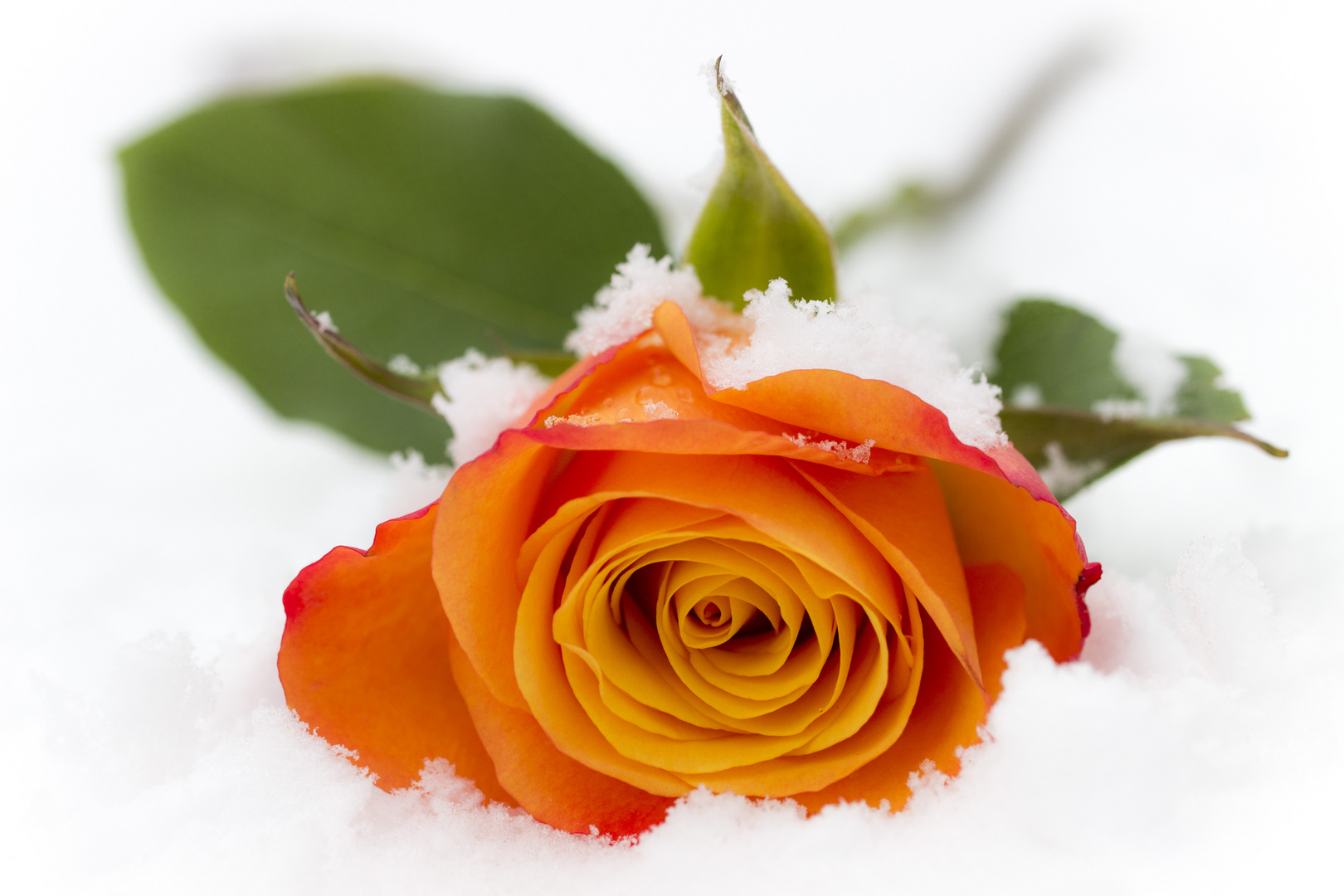 Rose im Schnee