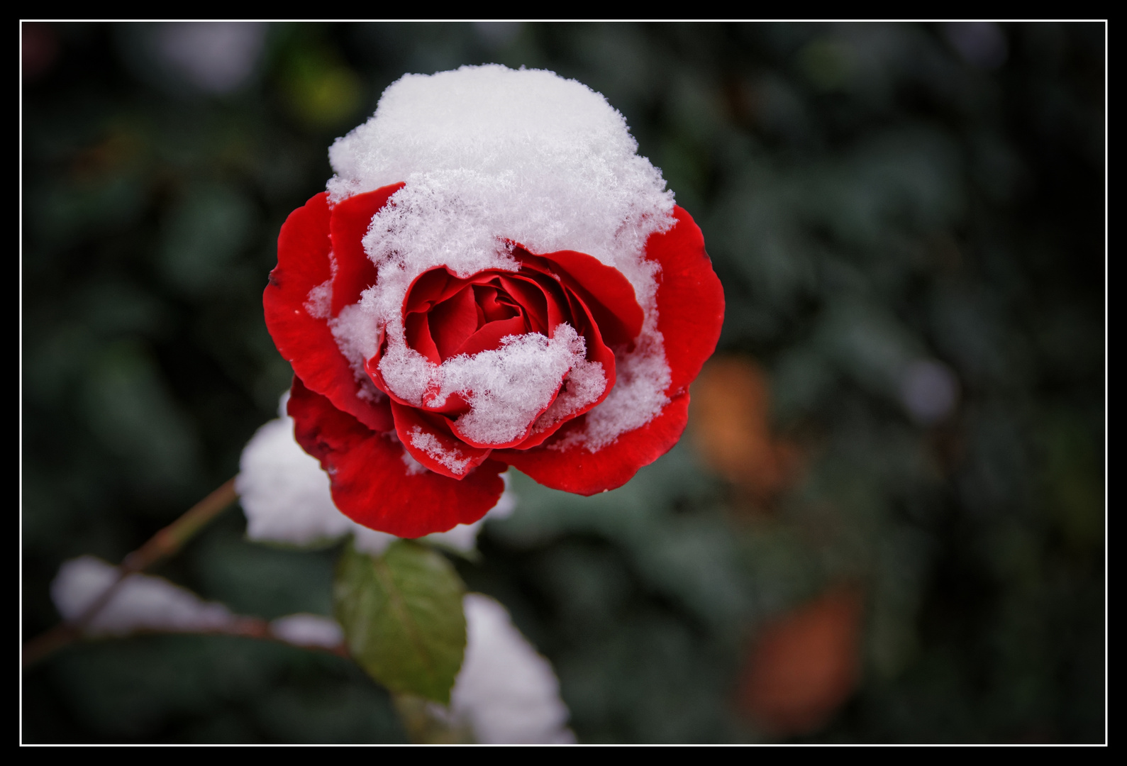 Rose im Schnee