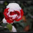 Rose im Schnee