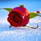 ... Rose im Schnee ... für Franz Josef Degenhardt