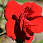 ROSE im SEITENPROFIL