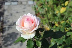 Rose im September