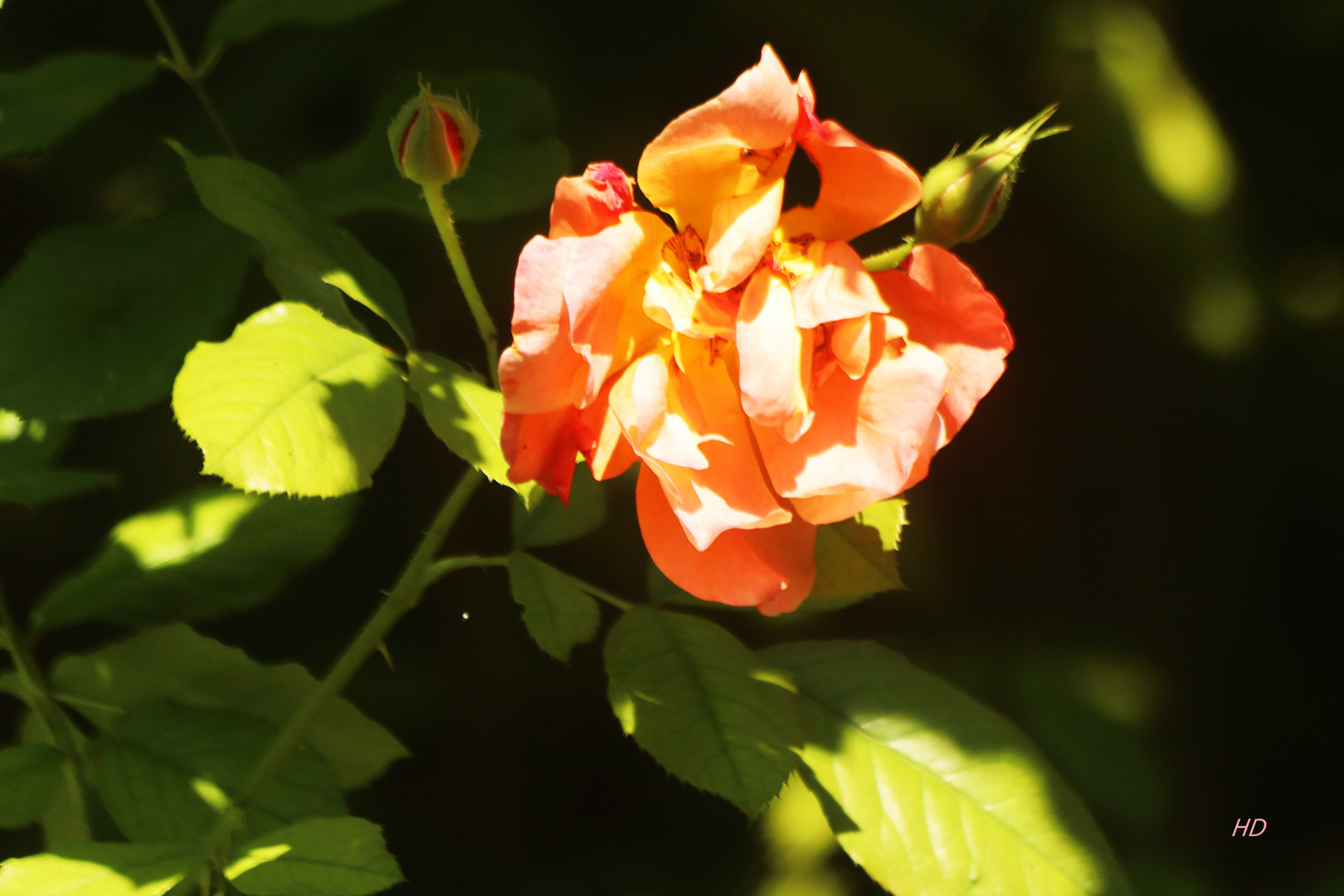 Rose im September Foto &amp; Bild naturkreativ, natur, blumen Bilder auf