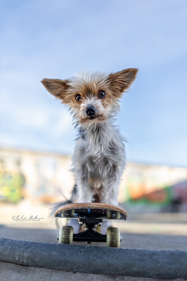 Rosé im Skatepark