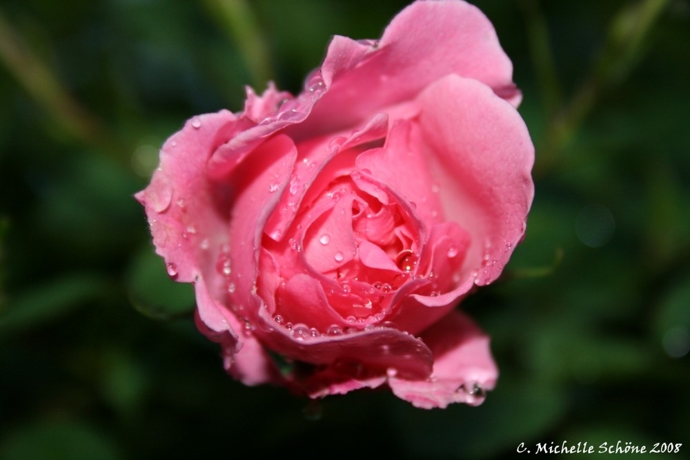 Rose im Sommerregen