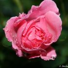 Rose im Sommerregen