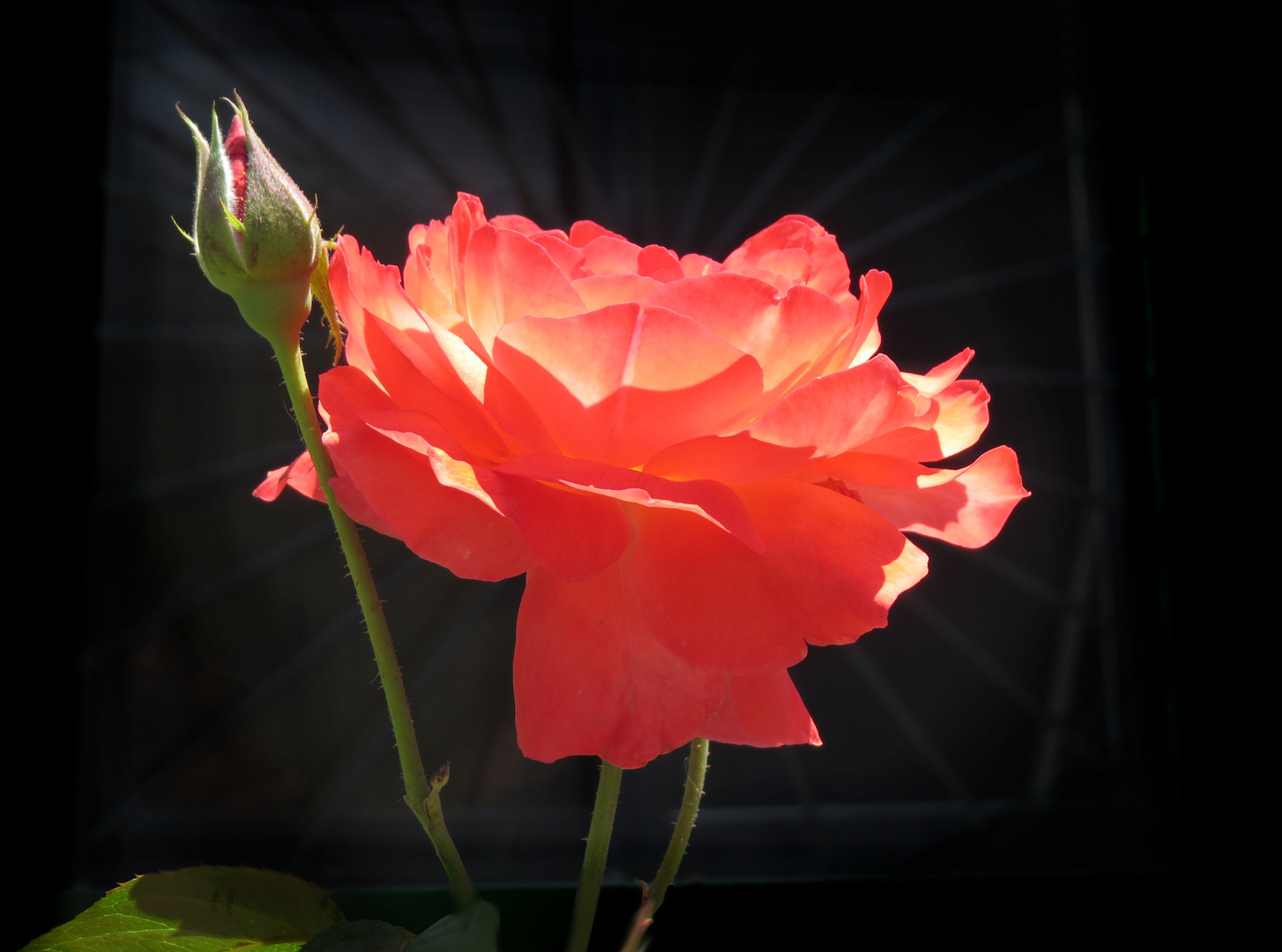 Rose im Sonnenlicht