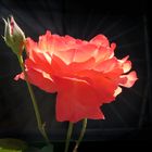 Rose im Sonnenlicht