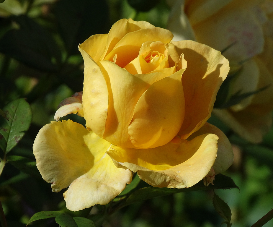 Rose im Sonnenschein