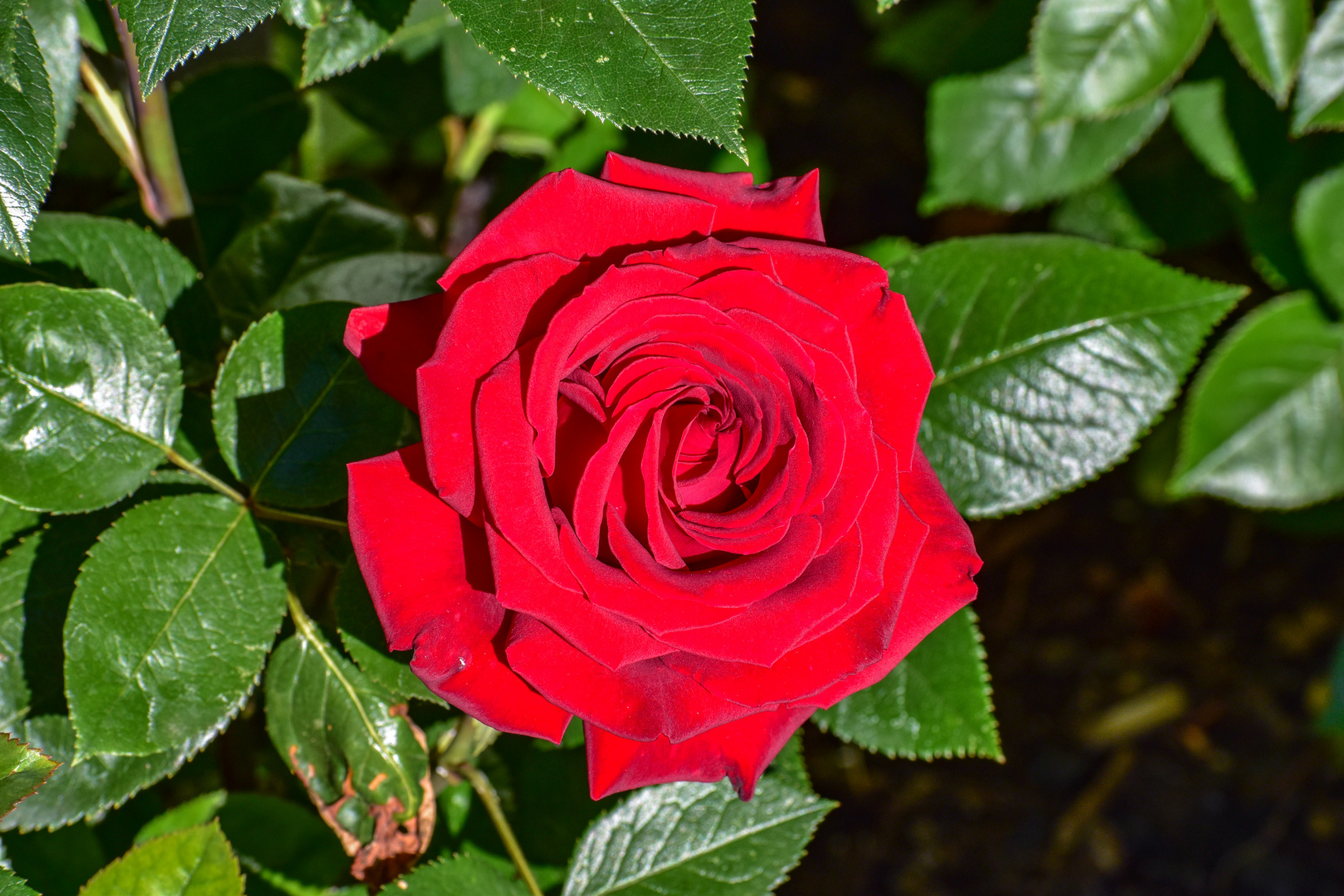 Rose im Sonnenschein