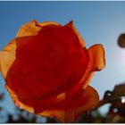 Rose im Sonnenschein