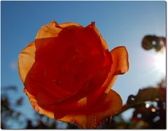 Rose im Sonnenschein